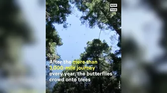 Monarch Butterflies Travel 3,000+ Miles for Annual Migration