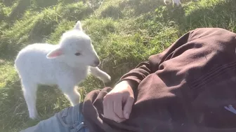 Cute Lamb Needs Attention