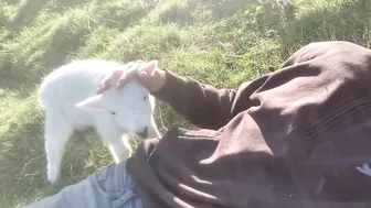 Cute Lamb Needs Attention