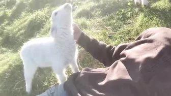 Cute Lamb Needs Attention