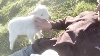 Cute Lamb Needs Attention