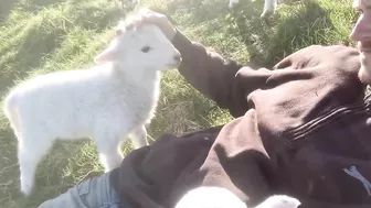 Cute Lamb Needs Attention