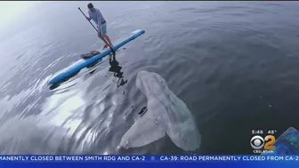 Paddle Boarder Hangs Out With Giant Sunfish Near Laguna Beach