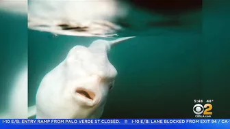 Paddle Boarder Hangs Out With Giant Sunfish Near Laguna Beach