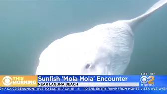 Paddle Boarder Hangs Out With Giant Sunfish Near Laguna Beach