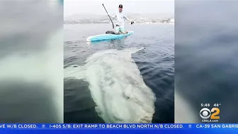 Paddle Boarder Hangs Out With Giant Sunfish Near Laguna Beach