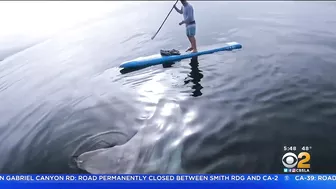 Paddle Boarder Hangs Out With Giant Sunfish Near Laguna Beach