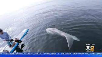 Paddle Boarder Hangs Out With Giant Sunfish Near Laguna Beach