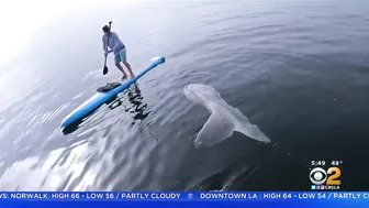 Paddle Boarder Hangs Out With Giant Sunfish Near Laguna Beach