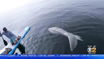 Paddle Boarder Hangs Out With Giant Sunfish Near Laguna Beach