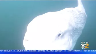 Paddle Boarder Hangs Out With Giant Sunfish Near Laguna Beach