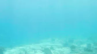 Snorkeling around the beach