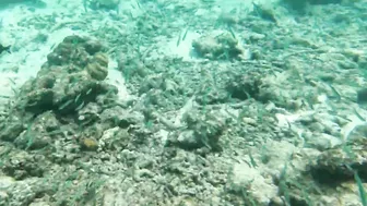 Snorkeling around the beach