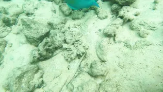 Snorkeling around the beach