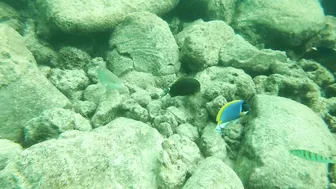 Snorkeling around the beach