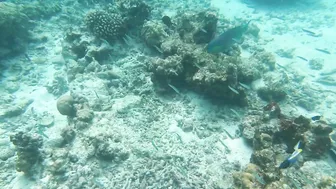 Snorkeling around the beach