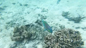 Snorkeling around the beach