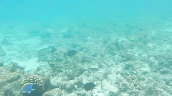 Snorkeling around the beach