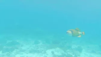 Snorkeling around the beach