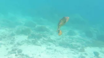 Snorkeling around the beach