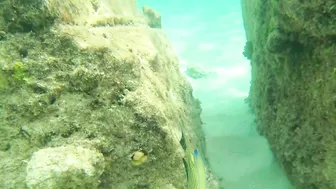 Snorkeling around the beach