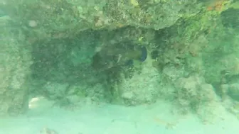 Snorkeling around the beach