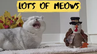 Meowing cat |  MEOWs compilation