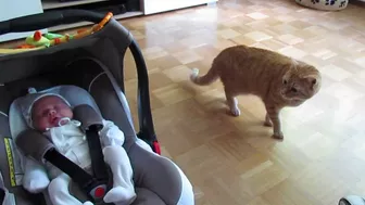 cat meets baby first time