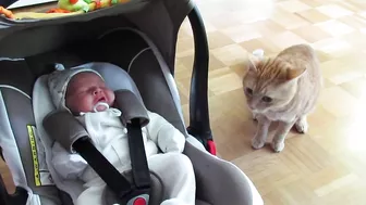 cat meets baby first time