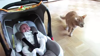 cat meets baby first time