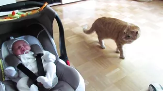 cat meets baby first time