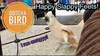 Happy Slappy Feets! | Compilation pt. 1