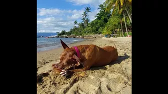 Roxy the Sailor Dog Gets a Coconut on a Beautiful Brazilian Beach