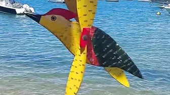 Roxy the Sailor Dog Gets a Coconut on a Beautiful Brazilian Beach