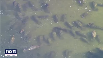 See manatees in Tampa Bay at the Apollo Beach power plant