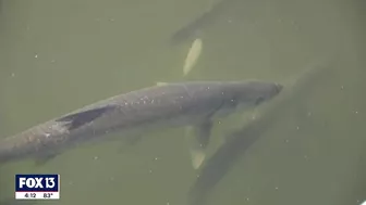 See manatees in Tampa Bay at the Apollo Beach power plant