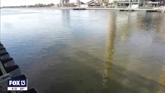 See manatees in Tampa Bay at the Apollo Beach power plant