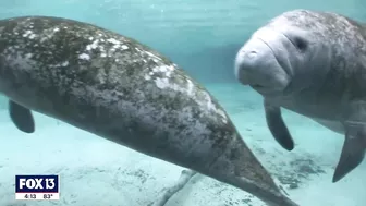 See manatees in Tampa Bay at the Apollo Beach power plant