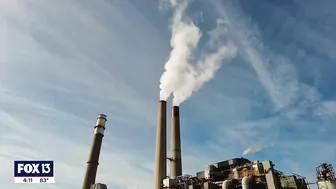 See manatees in Tampa Bay at the Apollo Beach power plant