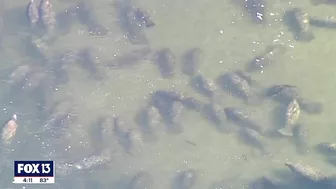 See manatees in Tampa Bay at the Apollo Beach power plant