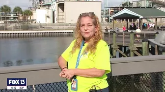 See manatees in Tampa Bay at the Apollo Beach power plant