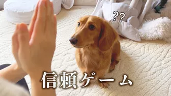 instagramで見たナダルの信頼ゲームを愛犬にやってみました【ミニチュアダックスフンド】