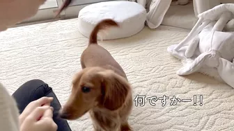 instagramで見たナダルの信頼ゲームを愛犬にやってみました【ミニチュアダックスフンド】