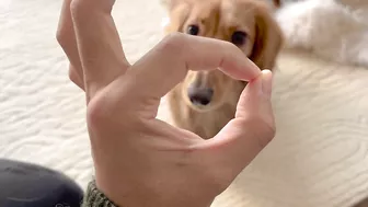 instagramで見たナダルの信頼ゲームを愛犬にやってみました【ミニチュアダックスフンド】