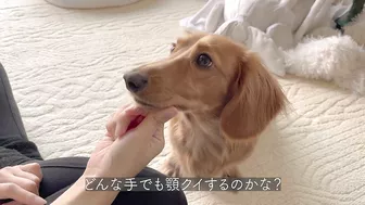 instagramで見たナダルの信頼ゲームを愛犬にやってみました【ミニチュアダックスフンド】