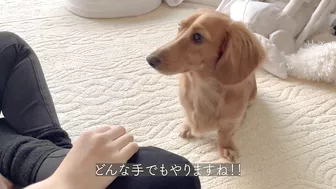 instagramで見たナダルの信頼ゲームを愛犬にやってみました【ミニチュアダックスフンド】