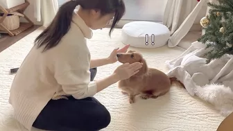 instagramで見たナダルの信頼ゲームを愛犬にやってみました【ミニチュアダックスフンド】