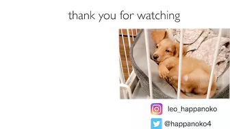 instagramで見たナダルの信頼ゲームを愛犬にやってみました【ミニチュアダックスフンド】