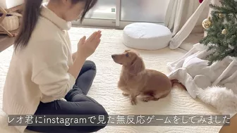 instagramで見たナダルの信頼ゲームを愛犬にやってみました【ミニチュアダックスフンド】