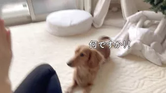 instagramで見たナダルの信頼ゲームを愛犬にやってみました【ミニチュアダックスフンド】